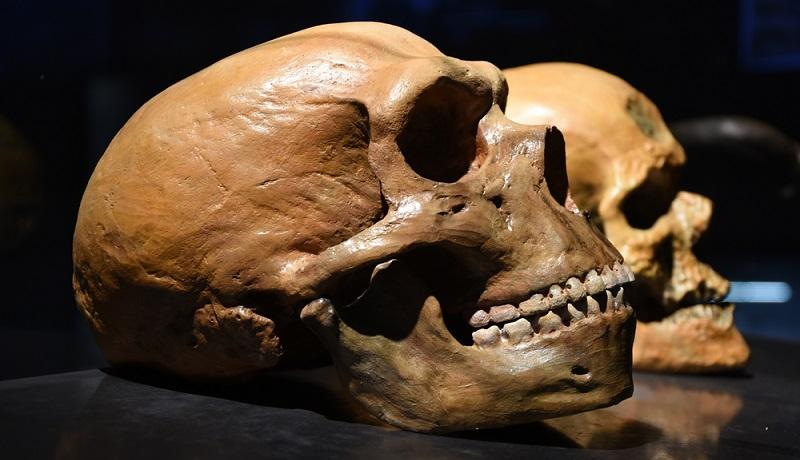 O formato dos crânios de alguns de nós é herança dos neandertais, segundo estudo-0