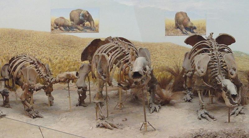 Humanos podem ter contribuído para a extinção das preguiças-gigantes-0