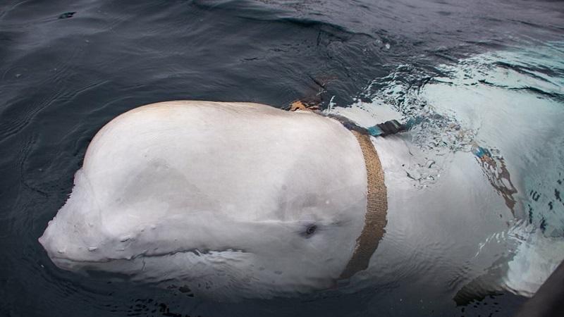 “Baleia-espiã” que apareceu na Noruega pode fazer parte de projeto secreto russo-0