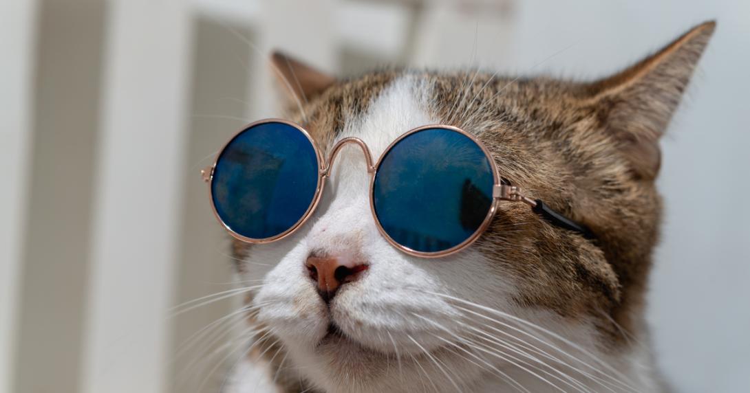 Estudo revela que os gatos são capazes de ver coisas invisíveis para os homens-0