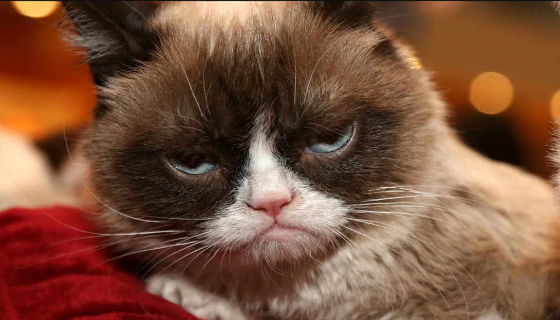 Morre Grumpy Cat, a gata que ficou famosa após virar meme-0