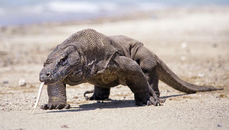 Ilha de Komodo será fechada devido ao roubo de dragões-0