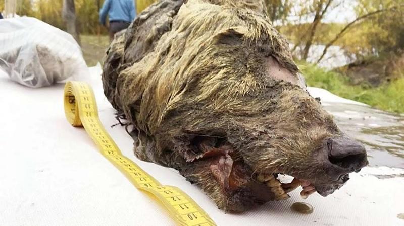 Cabeça de lobo de 40 mil anos muito bem preservada é encontrada na Sibéria-0