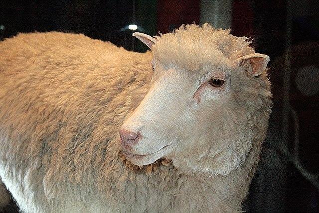 Nasce a ovelha Dolly, primeiro mamífero clonado a partir de uma célula adulta-0