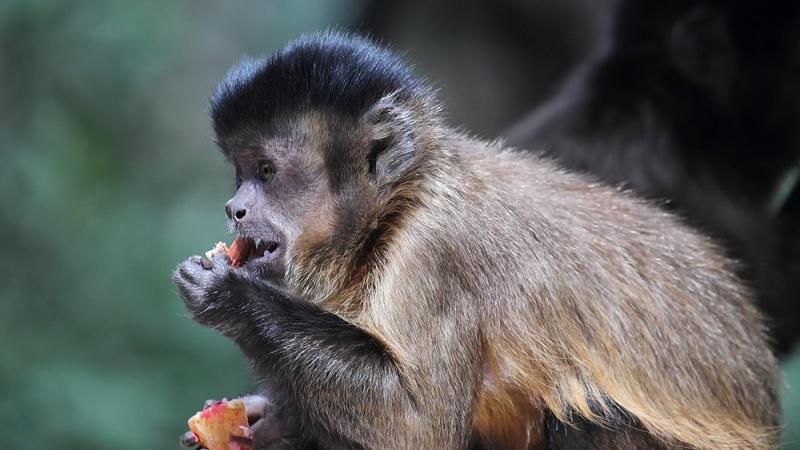 Estudo revela que macacos-prego usavam ferramentas há três mil anos no Piauí-0