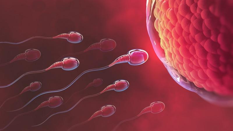 Nova técnica de seleção de espermatozoides pode prejudicar nascimento de meninas-0