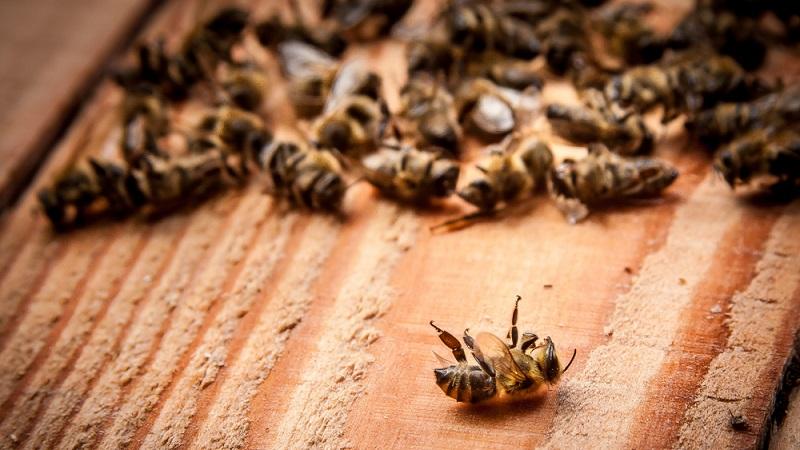 Agrotóxico causa a morte de 50 milhões de abelhas em um mês em Santa Catarina-0