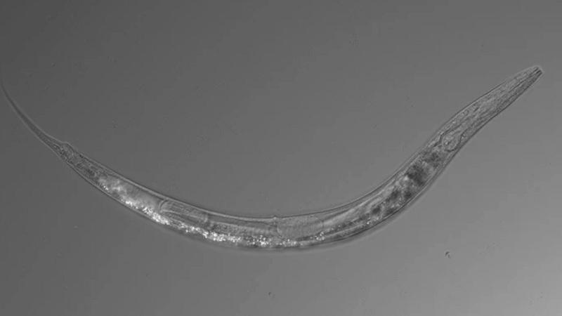 Cientistas descobrem surpreendente verme de três sexos-0