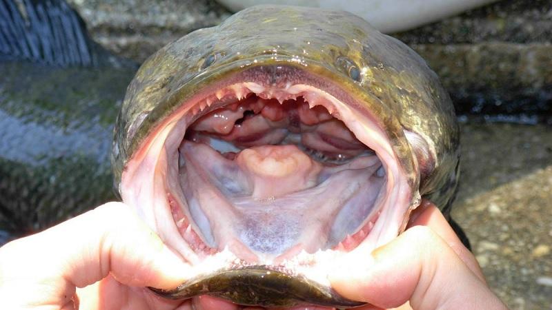 Alerta para invasão de perigoso peixe que respira fora da água: "mate-o e congele-o”-0