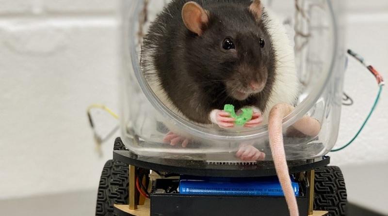 Ratos aprendem a dirigir em nome da ciência-0