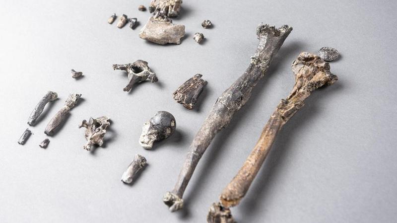 Descobertos fósseis de “elo perdido” com braços de orangotango e pernas de humano-0
