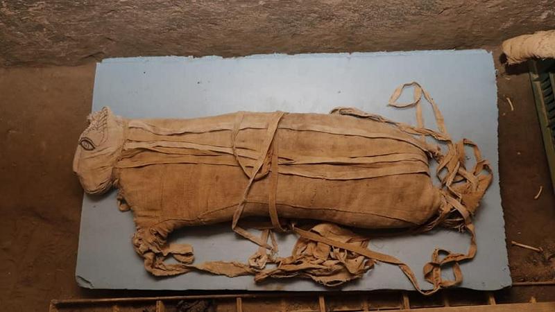 Arqueólogos encontram leões mumificados pela primeira vez no Egito-0