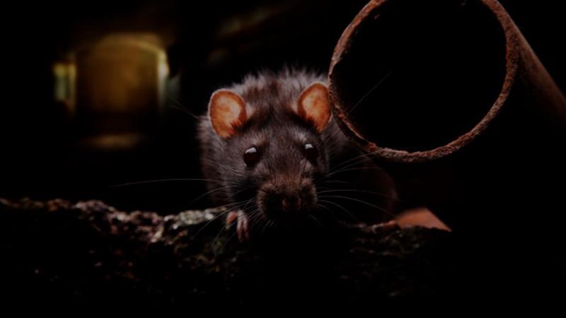Guerra contra roedores pode estar gerando uma nova espécie de super-ratos-0