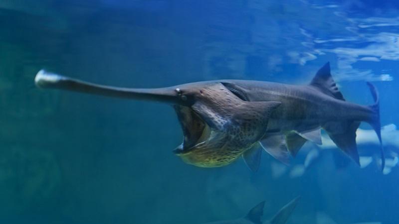 Espécie de peixe gigante da China é a primeira a ser declarada extinta nos anos 2020-0