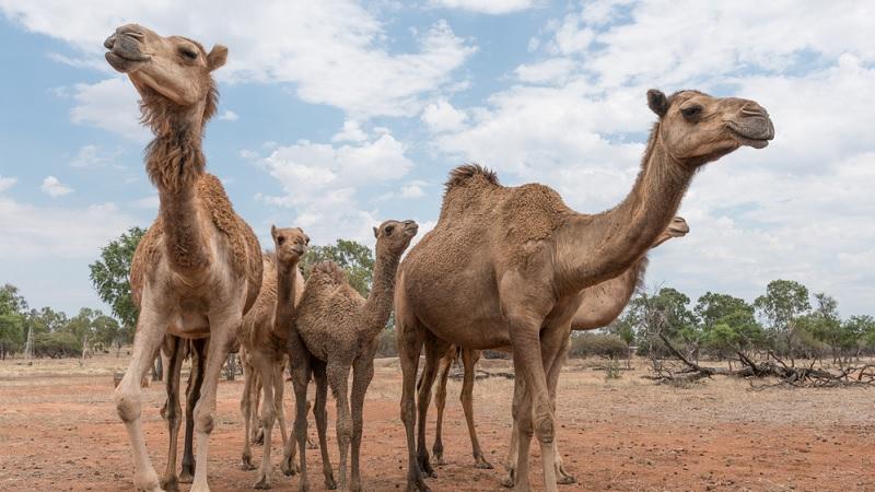 Por que a Austrália irá abater dez mil camelos selvagens?-0