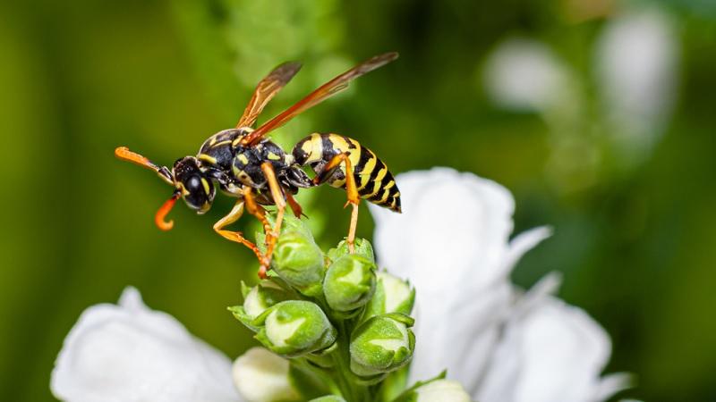 Estudo indica que abelhas adoram maconha e que a cannabis pode salvar esses insetos-0