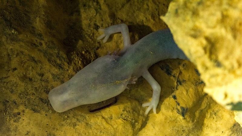 Salamandra "preguiçosa" fica parada durante sete anos e surpreende cientistas-0