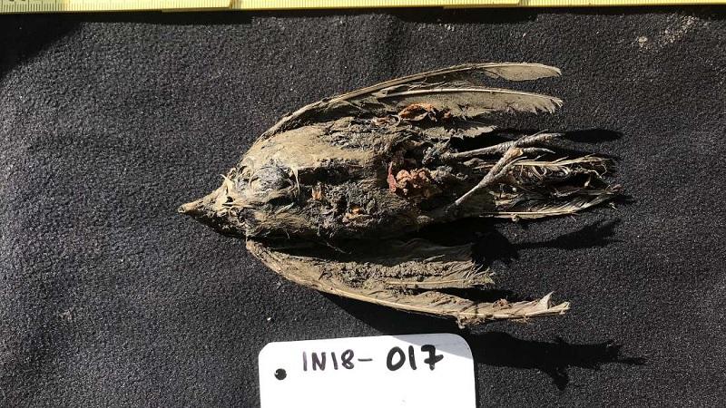 Cientistas encontram pássaro congelado de 46 mil anos na Sibéria-0