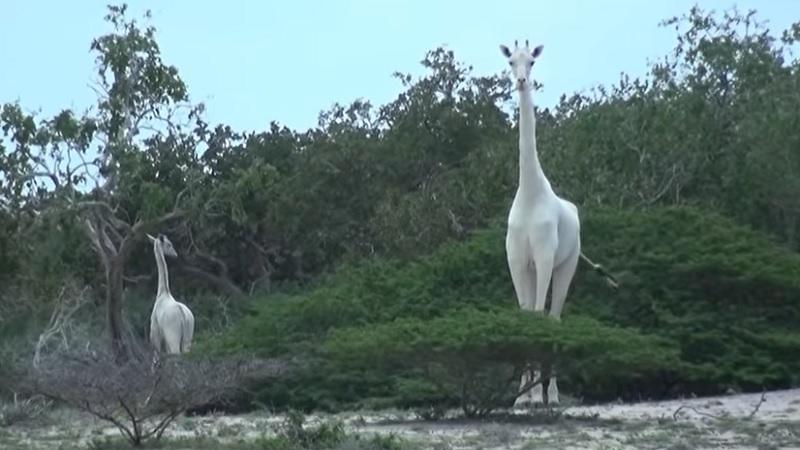 Duas das três últimas girafas brancas do mundo são mortas por caçadores no Quênia-0