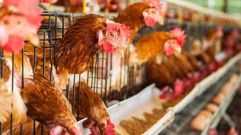 Casos de gripe aviária são confirmados na Alemanha, Índia e Filipinas -0