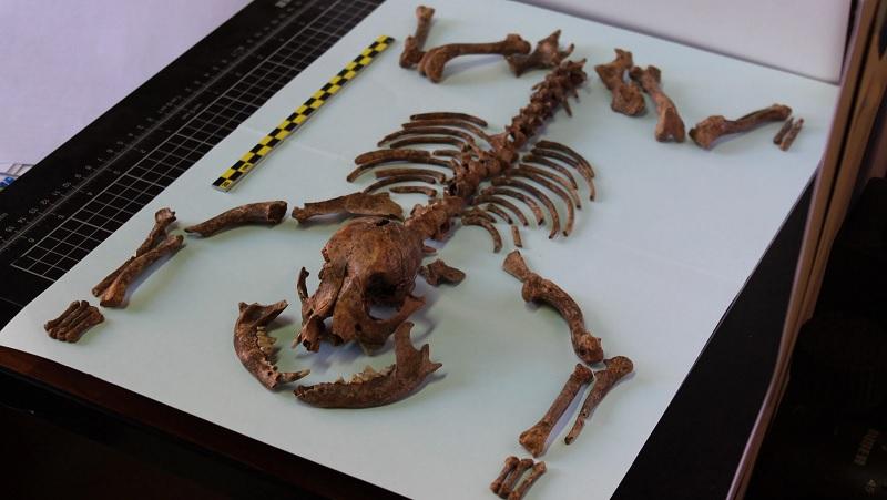 Cães em miniatura eram criados como bichos de estimação no Império Romano, diz estudo-0