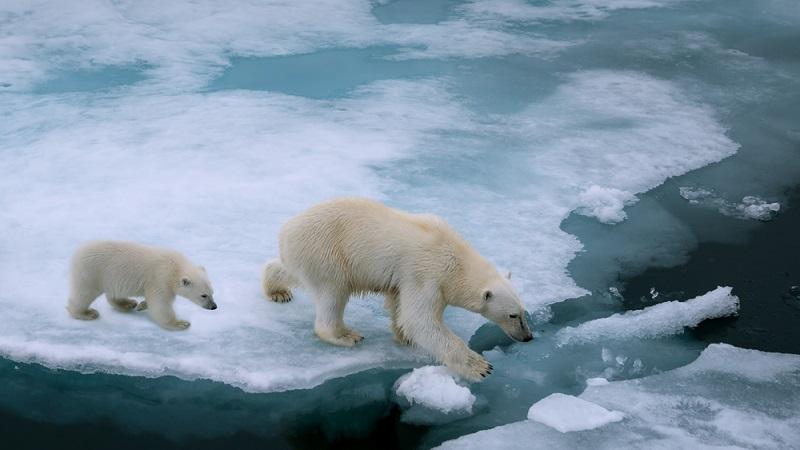 Estudo projeta que antes de 2050 o Polo Norte perderá sua capa de gelo durante os verões-0