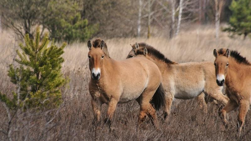 Cavalos selvagens surpreendem ao aparecer na Zona de Exclusão de Chernobyl-0