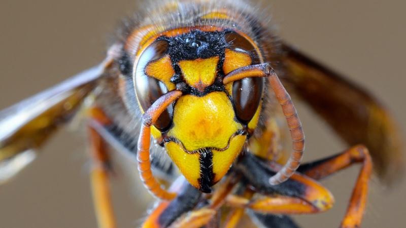 Especialistas desmentem boatos sobre presença de vespas assassinas no Brasil-0