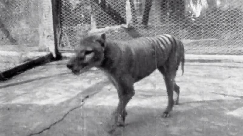 Divulgadas as últimas imagens do extinto lobo-da-tasmânia-0