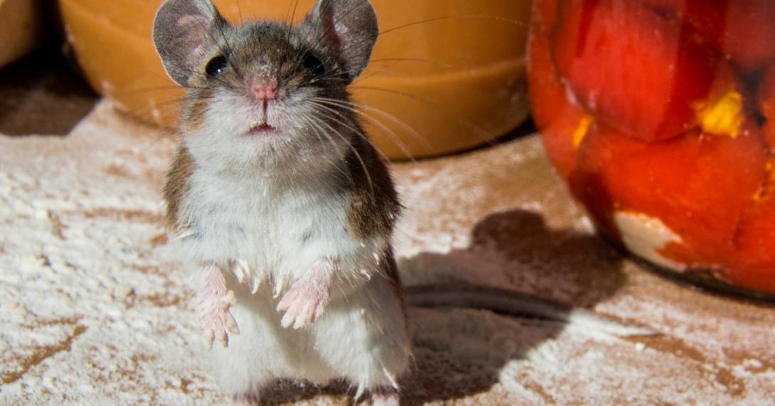 Cientistas criam um embrião de rato composto de 4% de células humanas-0
