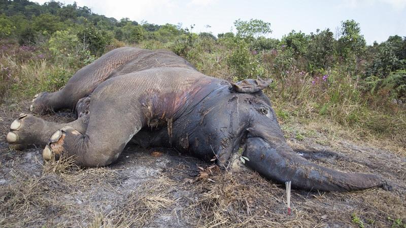 Mais de 350 elefantes morrem misteriosamente no sul da África-0