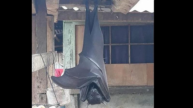 Os incríveis morcegos gigantes que podem chegar a 1,70 m de envergadura-0