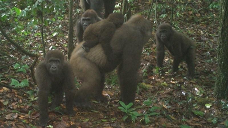 Gorilas mais raros do mundo são fotografados pela primeira vez com filhotes-0