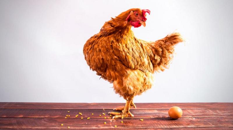  A física quântica tem a resposta sobre quem veio primeiro: o ovo ou a galinha-0