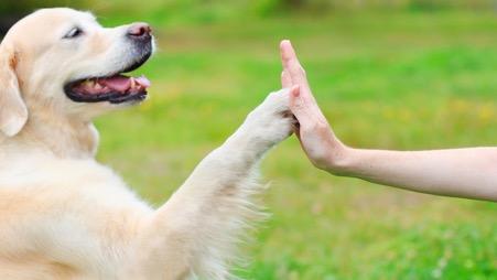 A ciência explica por que os cachorros são os “melhores amigos” dos humanos-0