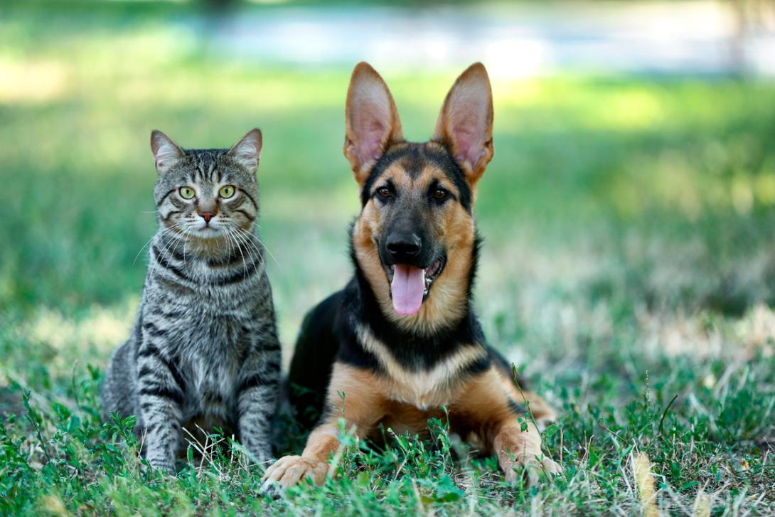 Cães e gatos eram grandes amigos na antiguidade, aponta estudo-0