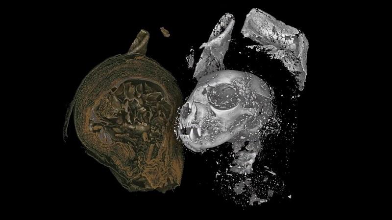 Tomografia revela violento fim de gato mumificado no Egito há dois mil anos-0