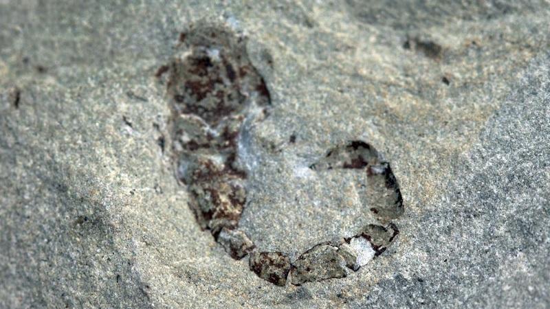 Escorpião mais antigo que os dinossauros é encontrado no sul do Brasil-0