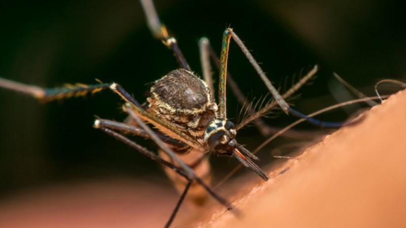 EUA vão soltar 750 milhões de mosquitos geneticamente modificados na Flórida-0