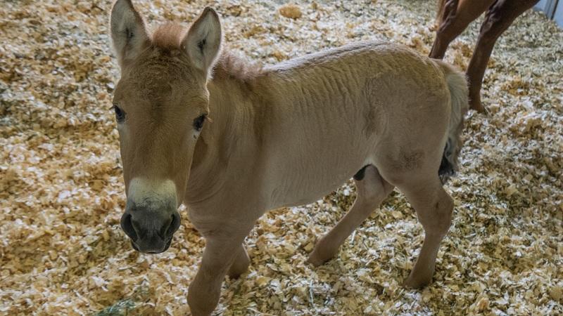 Cientistas conseguem clonar pela primeira vez cavalo de espécie ameaçada de extinção-0