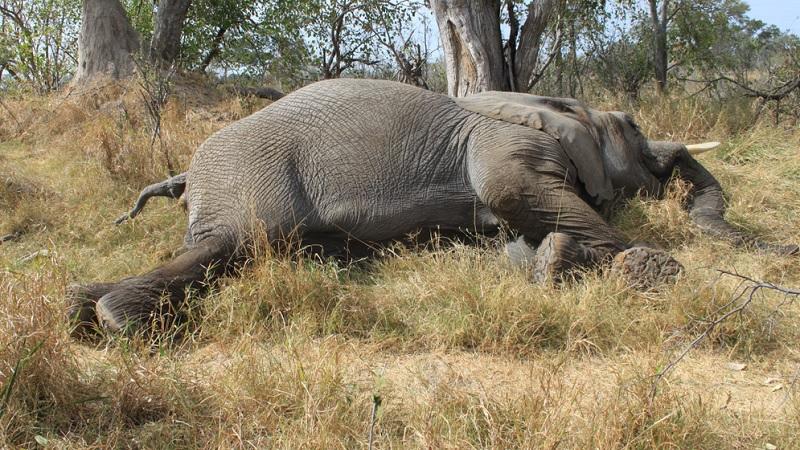 Descoberta a causa das mortes misteriosas de centenas de elefantes no sul da África-0