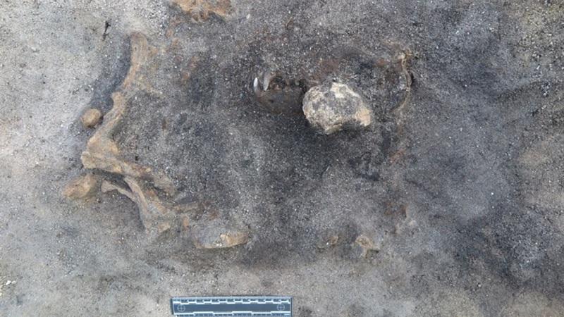 Ossos de cachorro de estimação da Idade da Pedra são encontrados na Suécia-0