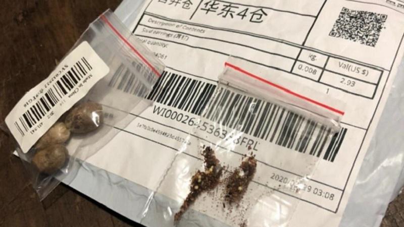 Ministério da Agricultura analisa misteriosas sementes da China enviadas a brasileiros-0