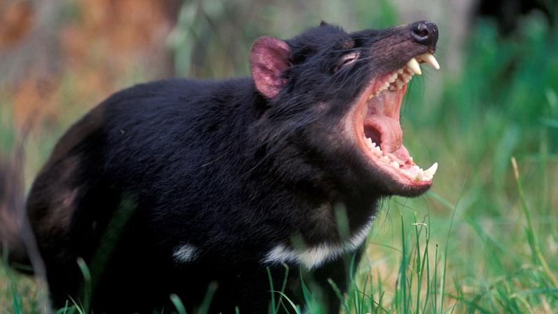 Diabos da Tasmânia retornam à Austrália 3 mil anos depois de serem extintos-0