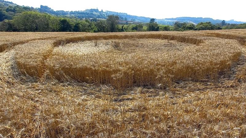 Círculos misteriosos aparecem em plantação de trigo no interior de Santa Catarina-0