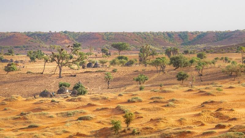 Descobertas 1,8 bilhão de árvores em desertos africanos com o uso de inteligência artificial -0