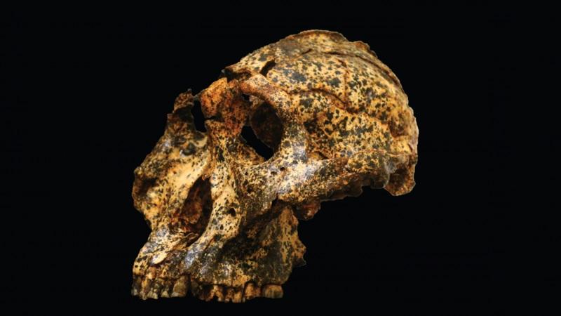 Descoberta de crânio de "primo" de 2 milhões de anos poderá elucidar evolução humana-0