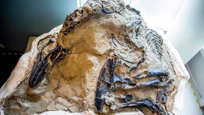 Primeiro fóssil completo de um Tiranossauro Rex é revelado por pesquisadores-0