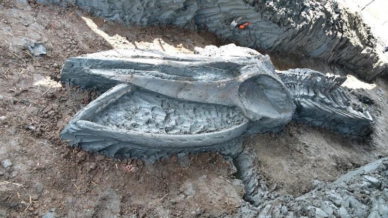 Raro esqueleto de baleia de 5 mil anos é encontrado bem preservado na Tailândia-0