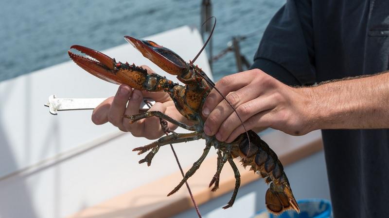 Pesca de lagosta quase causou guerra entre o Brasil e a França-0